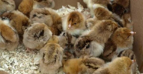Кучинская юбилейная порода цыплята фото Суточные цыплята - купить в Мошково, цена 80 руб., продано 12 июля 2018 - Птицы