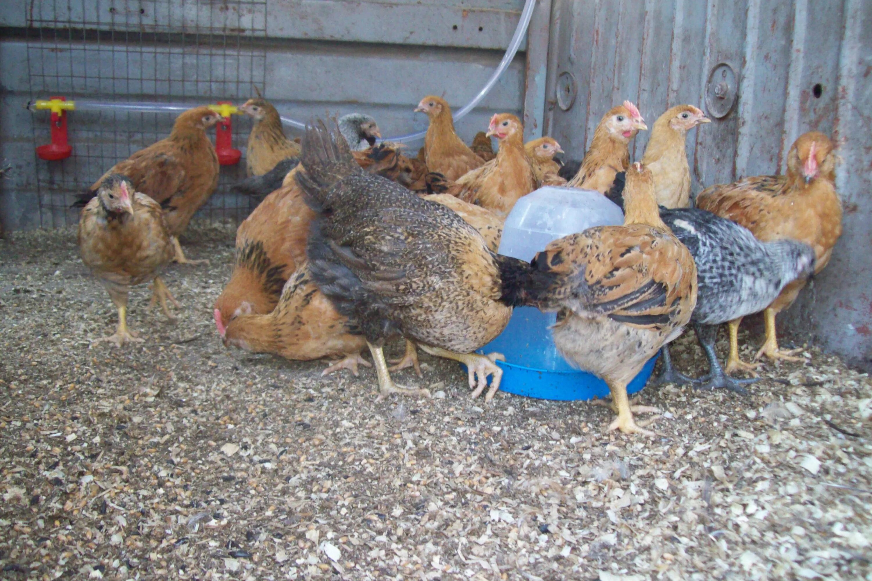 Кучинская юбилейная порода цыплята фото Кучинские Юбилейные куры - проверенная временем... Породы и кроссы кур форум на 