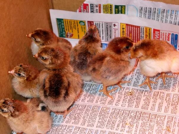 Кучинская юбилейная порода цыплята фото Кучинская порода кур https://fotkiflo.ru/ptitsy/kuchinskaya-poroda-kur Кучинская