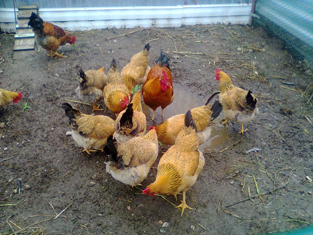 Кучинская юбилейная порода цыплята фото Кучинские Юбилейные куры - проверенная временем... Породы и кроссы кур форум на 