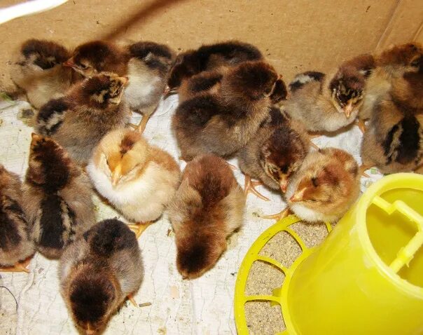 Кучинская юбилейная порода цыплята фото Продам цыплят породы смешанные Кученская юбилейная, мехеленская кукушка. Курочки