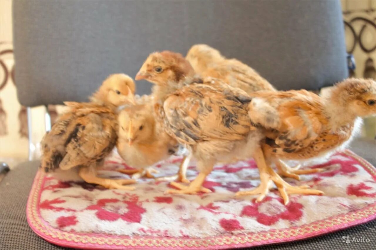 Кучинская юбилейная порода цыплята фото Цыплята кучинской породы кур: найдено 90 картинок