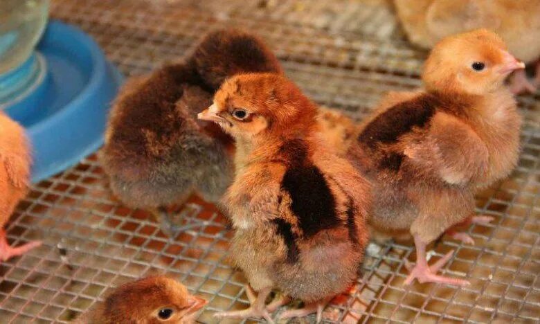 Кучинская юбилейная порода цыплята фото Цыплята Кучинские Юбилейные - купить в Клину, цена 130 руб., продано 13 июня 202