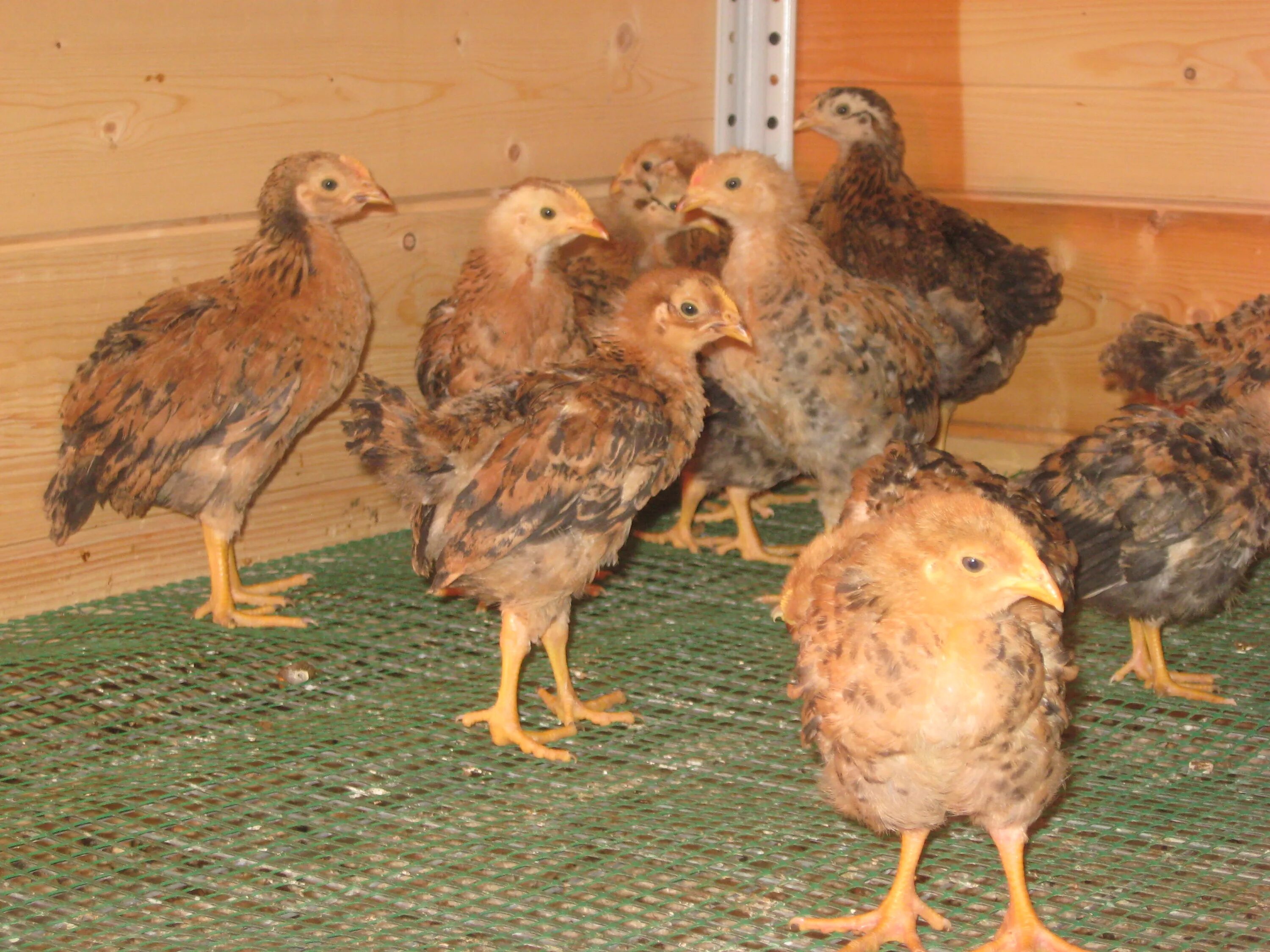 Кучинская юбилейная порода цыплята фото Цыплята кучинской породы кур: найдено 90 картинок