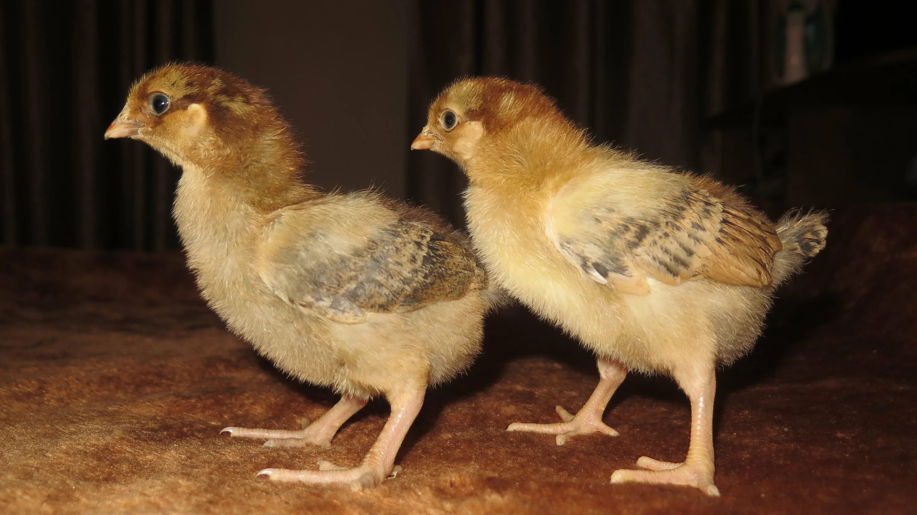 Кучинская юбилейная порода цыплята фото Цыплята 10 суток: найдено 86 картинок