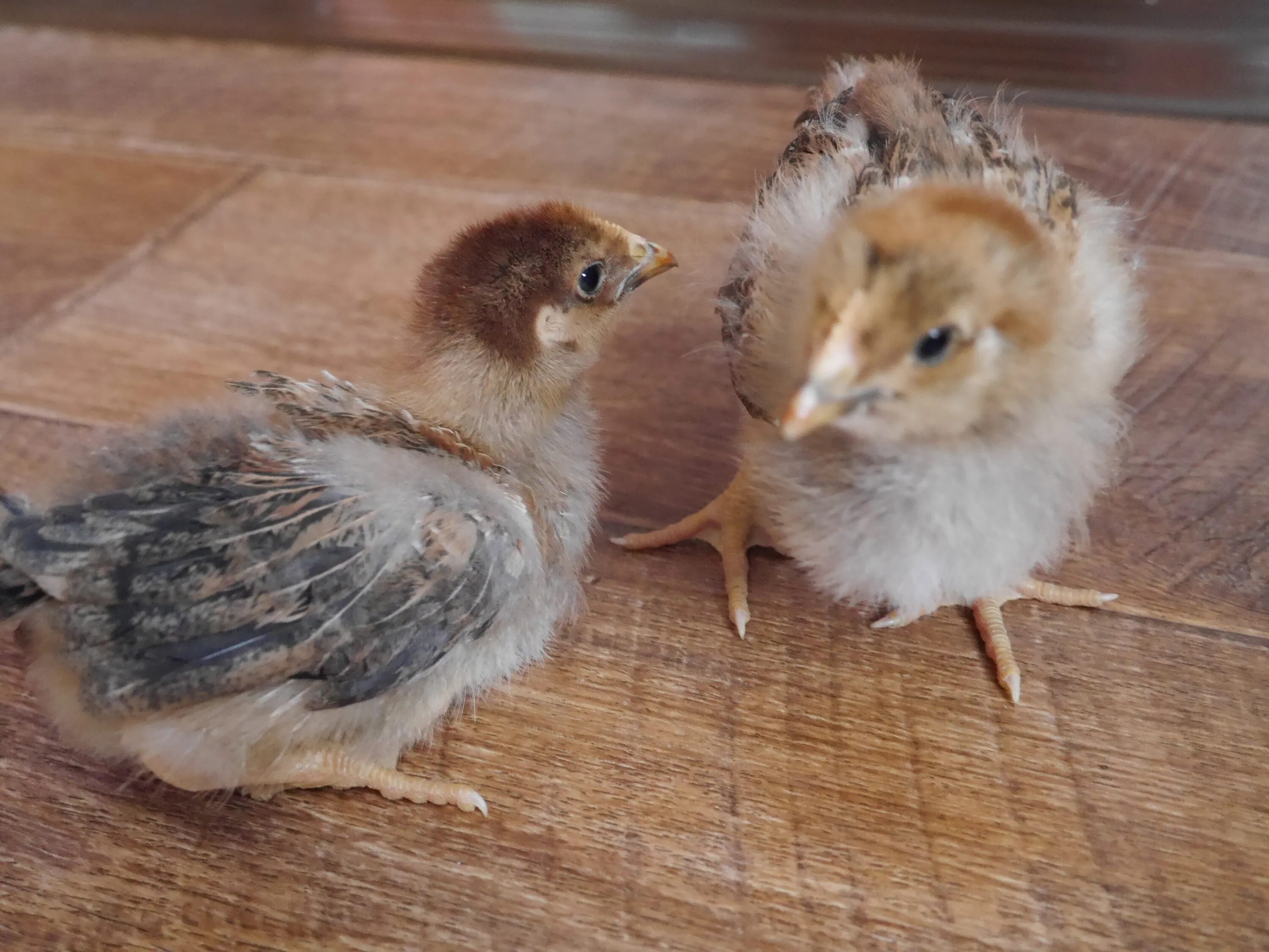 Кучинская юбилейная порода цыплята фото Кучинские Юбилейные куры - проверенная временем... Породы и кроссы кур форум на 