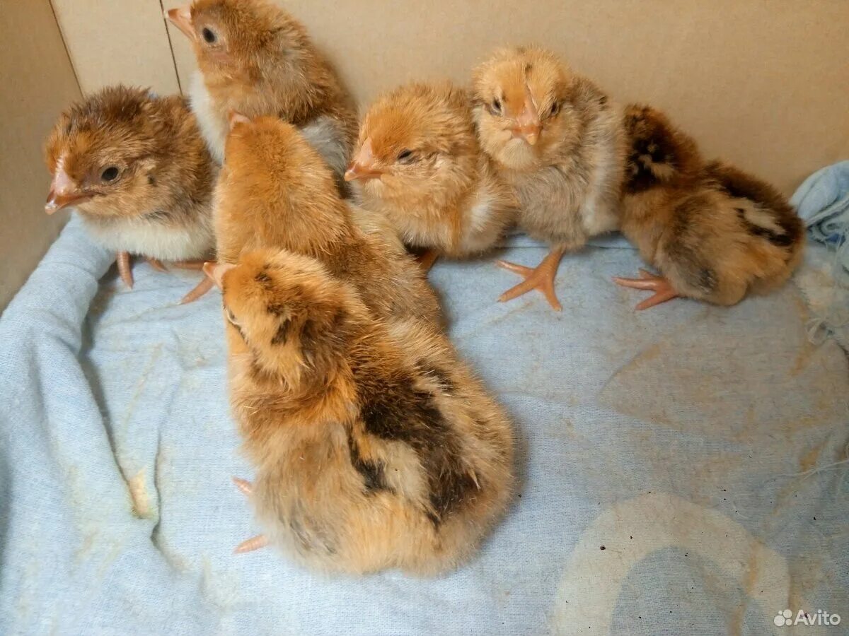 Кучинская юбилейная порода цыплята фото Кучинские цыплята фото
