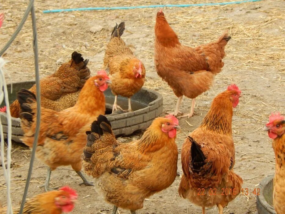 Кучинская юбилейная порода цыплята фото Кучинская юбилейная фото фото - Arhids.ru