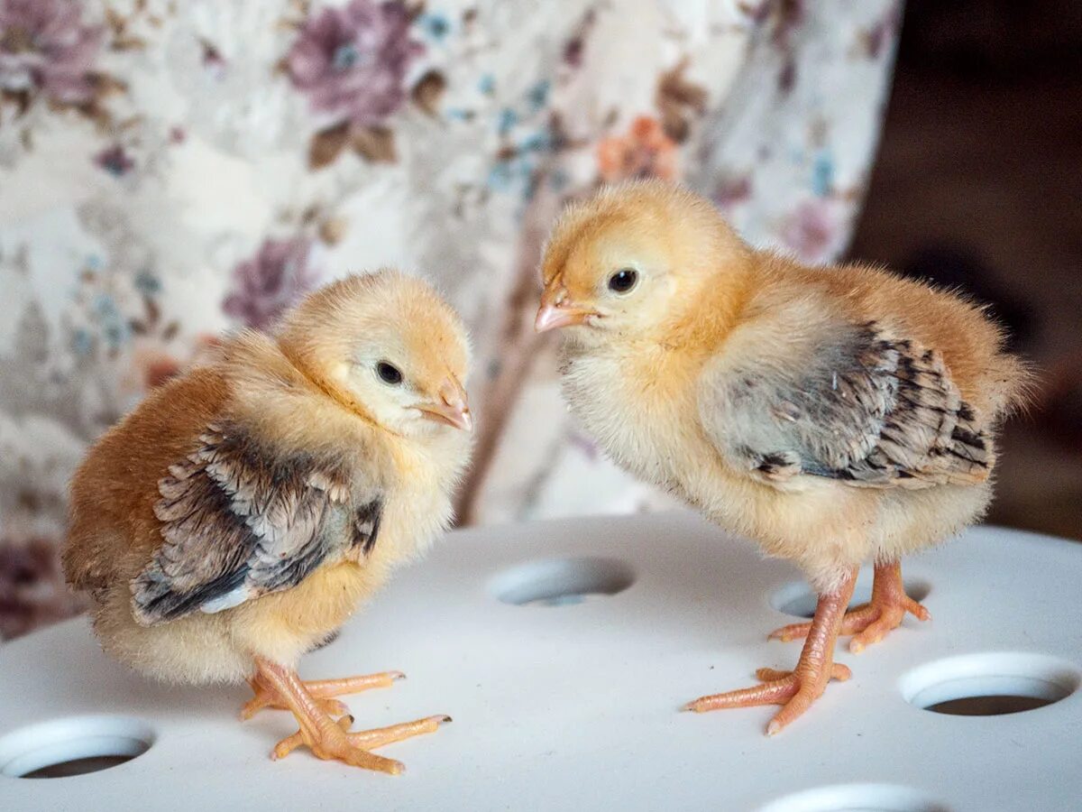 Кучинская юбилейная порода цыплята фото Кучинская юбилейная Fermer.Ru - Фермер.Ру - Главный фермерский портал - все о би