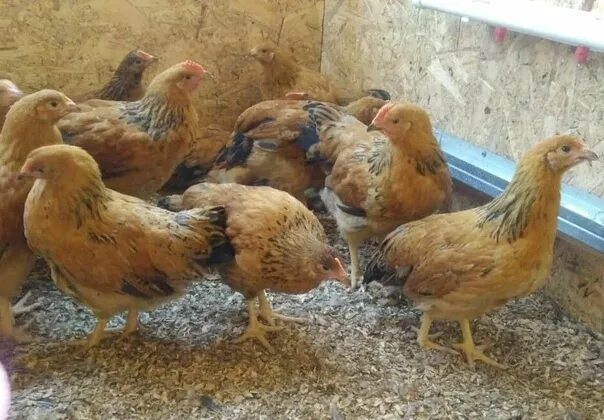 Кучинская юбилейная порода цыплята фото Продам цыплят яичной и мясояичной породы возраст 1 месяц цена 200 рублей Т. 8951