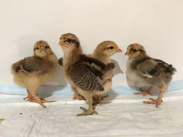 Кучинская юбилейная порода цыплята фото Цыплята мясо-яичной породы Кучинская юбилейная. 7 суток Упорово \ Доска объявлен