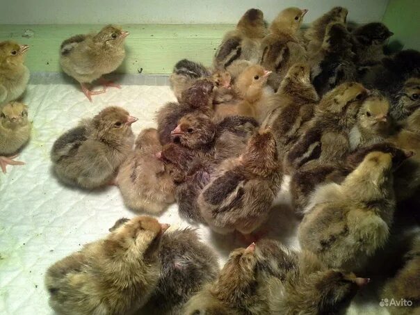 Кучинская юбилейная порода цыплята фото Принимаю заказы на цыплят породы Кучинская Юбилейная и Простая домашняя цветная 