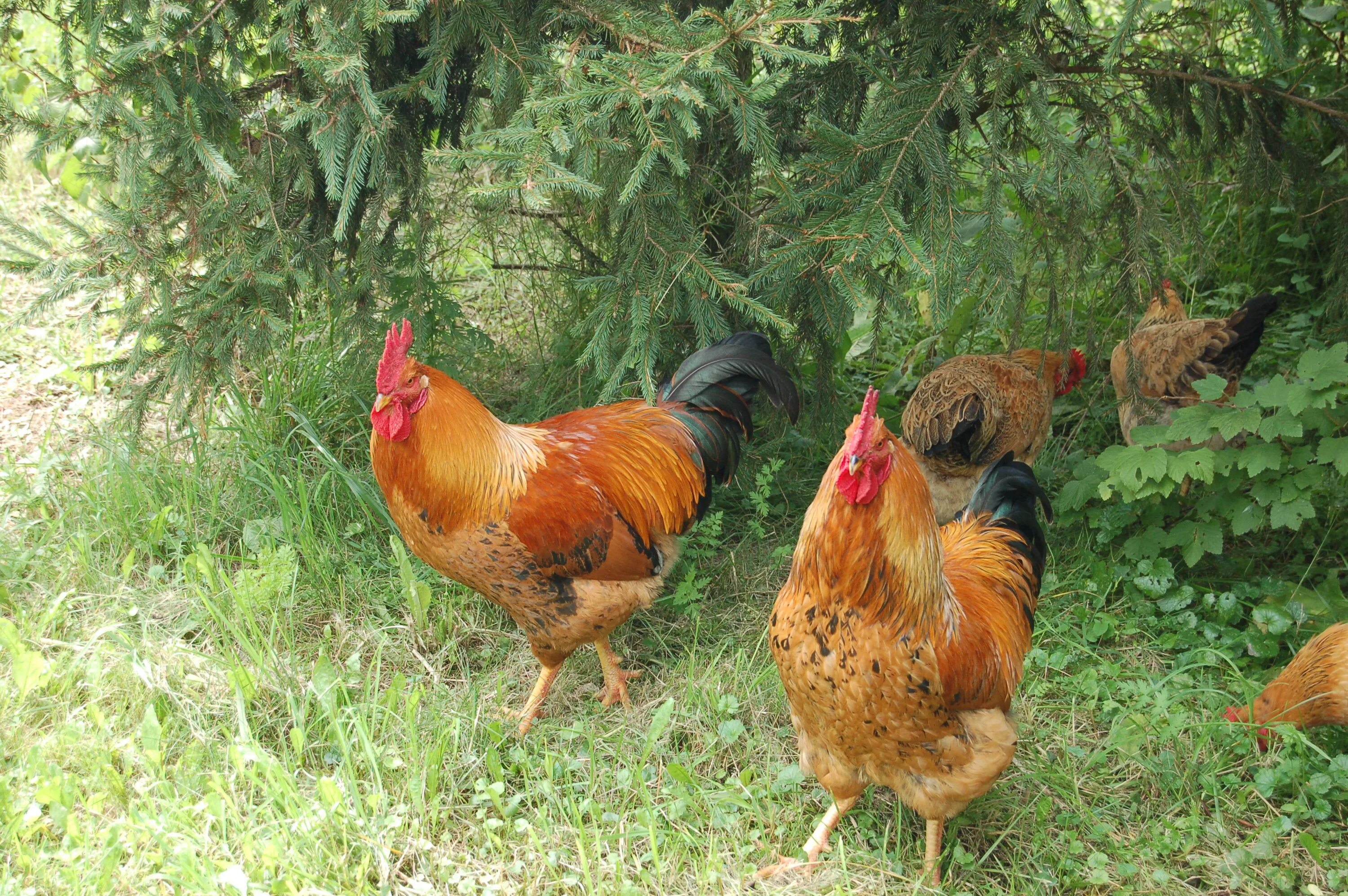 Кучинские куры фото Куры кучинские юбилейные описание фото отзывы: найдено 84 изображений