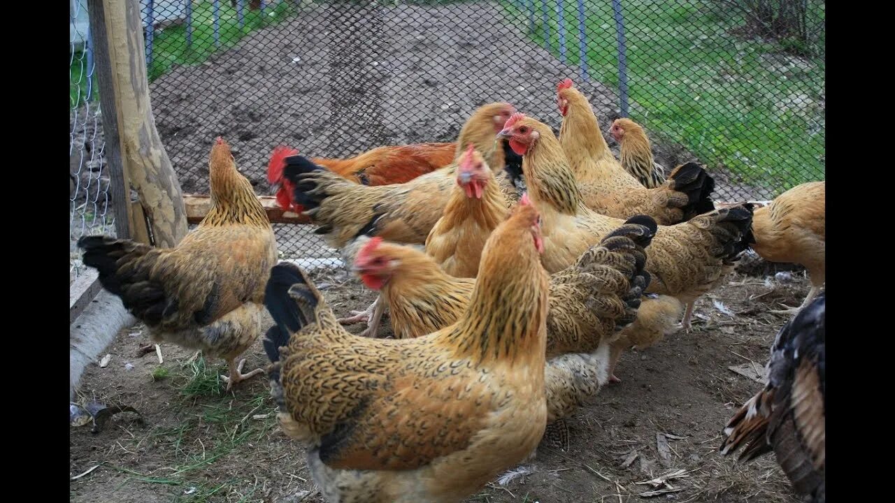 Кучинские куры фото Утро в деревне 2 серия. Лучшие куры несушки. - YouTube