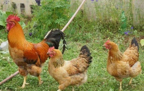 Кучинские куры фото Куры Кучинская Юбилейная несушки, в наличии. Цена: 550 ₽ во Владивостоке