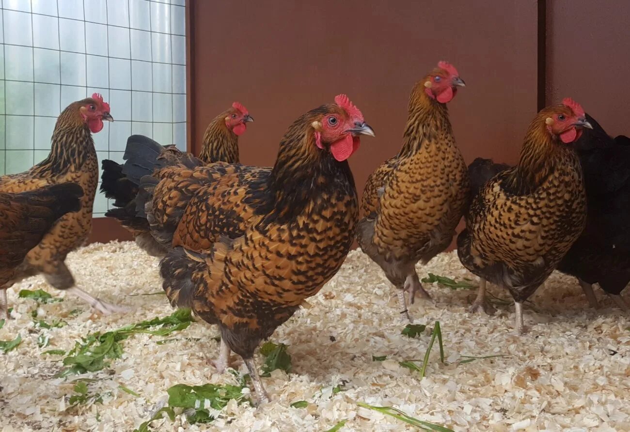 Кучинские куры фото Порода кур Юбилейная