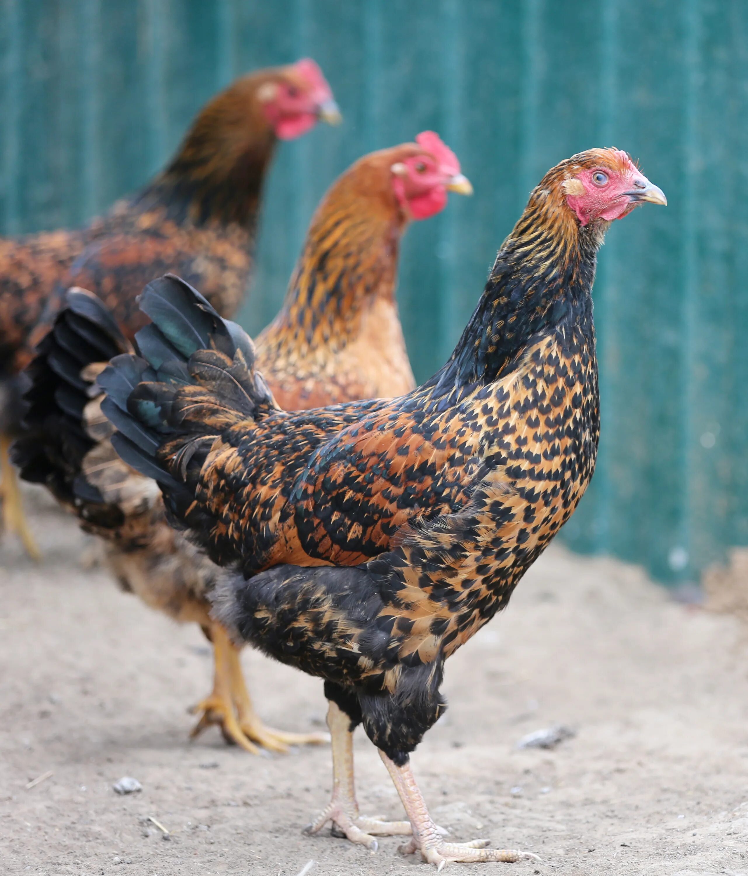 Кучинские куры фото Кучинские Юбилейные куры - проверенная временем... Породы и кроссы кур форум на 