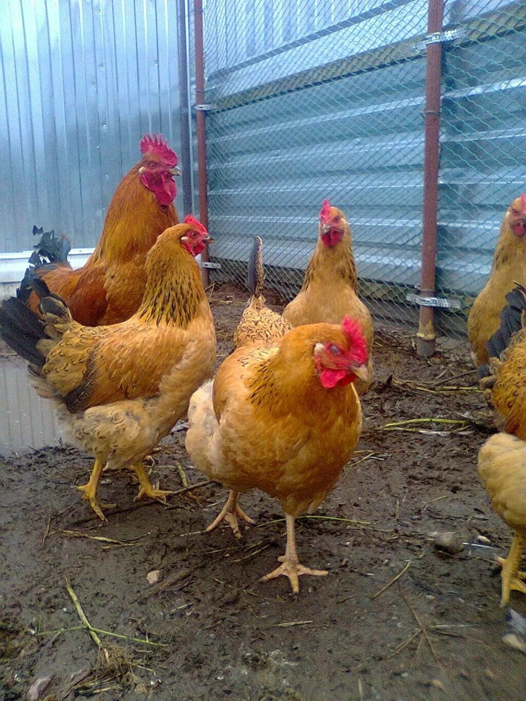 Кучинские куры описание фото цена Куры кучинские юбилейные описание фото отзывы: найдено 84 изображений