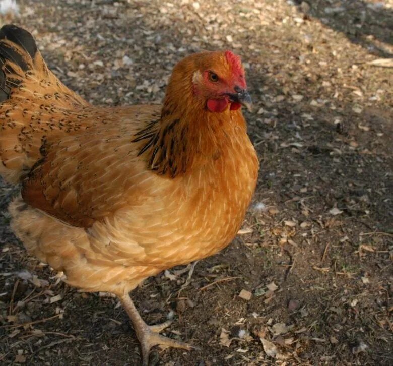 Кучинские куры описание фото цена Кучинская юбилейная - купить в Новокузнецке, цена 40 руб., продано 14 марта 2022