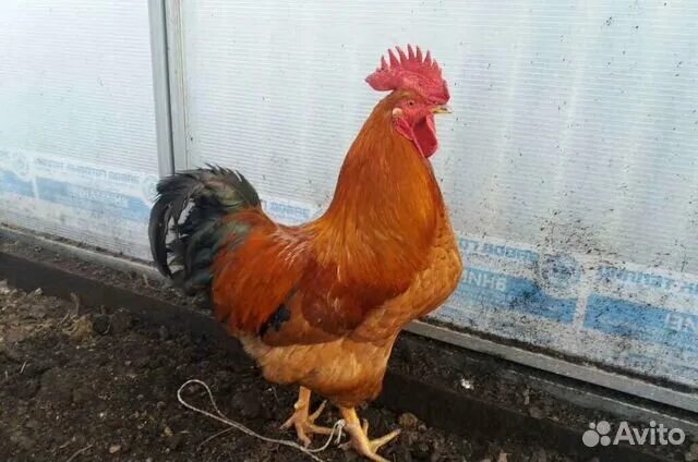 Кучинские куры описание фото цена Петухи Кучинской юбилейной купить в Белгороде Животные и зоотовары Авито