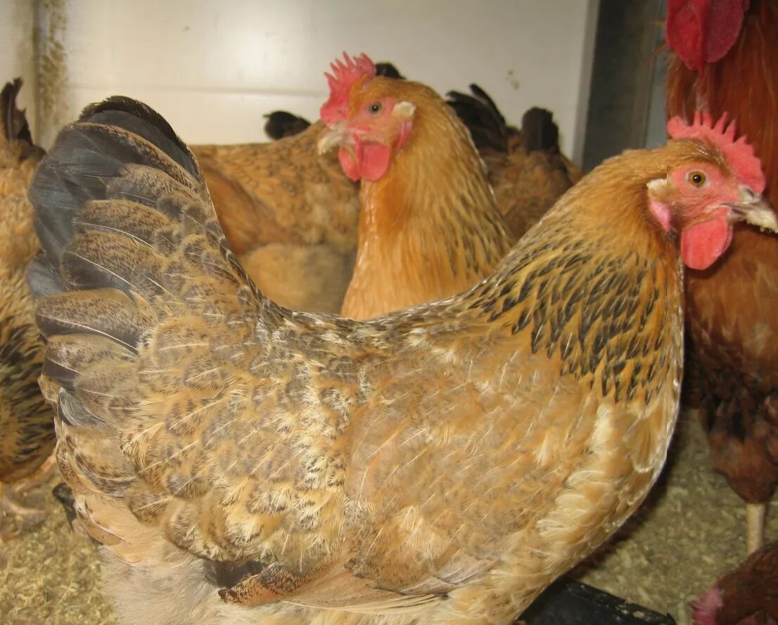 Кучинские куры описание фото цена Куры кучинские юбилейные характеристика породы - найдено 83 фото