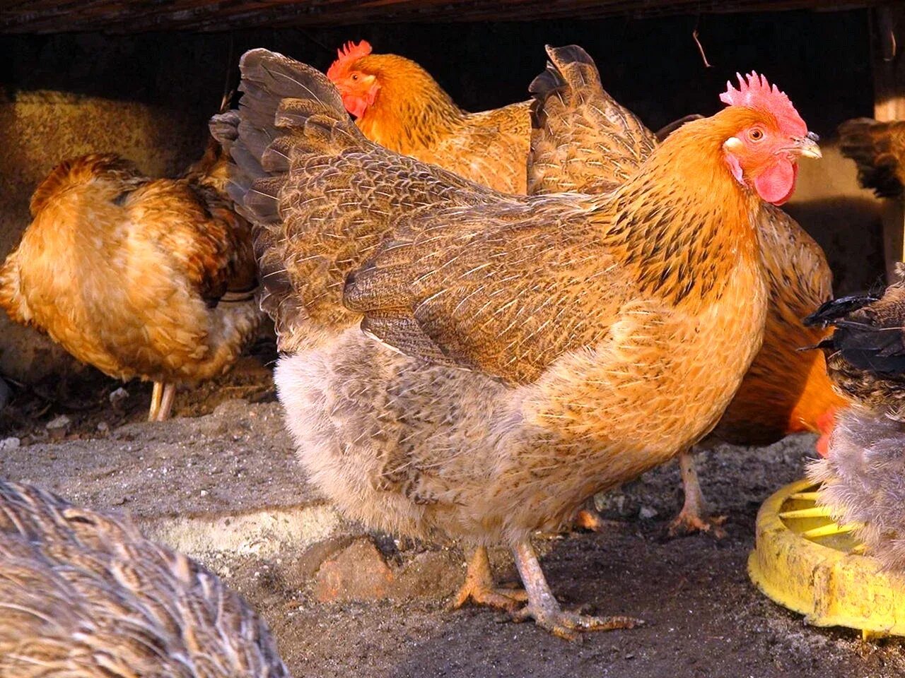 Кучинские куры описание фото цена Куры кучинские юбилейные характеристика породы: найдено 83 картинок