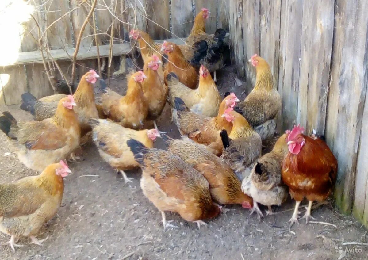 Кучинские куры описание фото цена Кучинская юбилейная фото фото - Arhids.ru