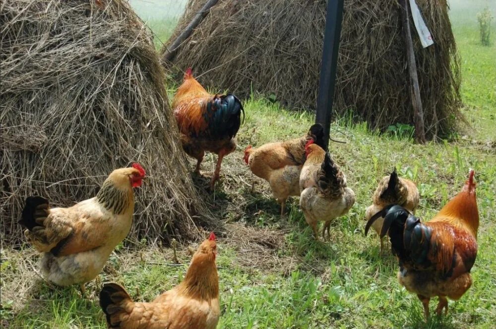 Кучинские куры отзывы фото Кучинская Юбилейная порода кур: описание