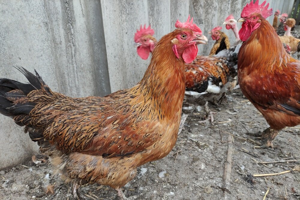 Кучинские куры отзывы фото Кучинская Юбилейная. Плюсы и минусы породы Куры инкубаторы цыплята Дзен