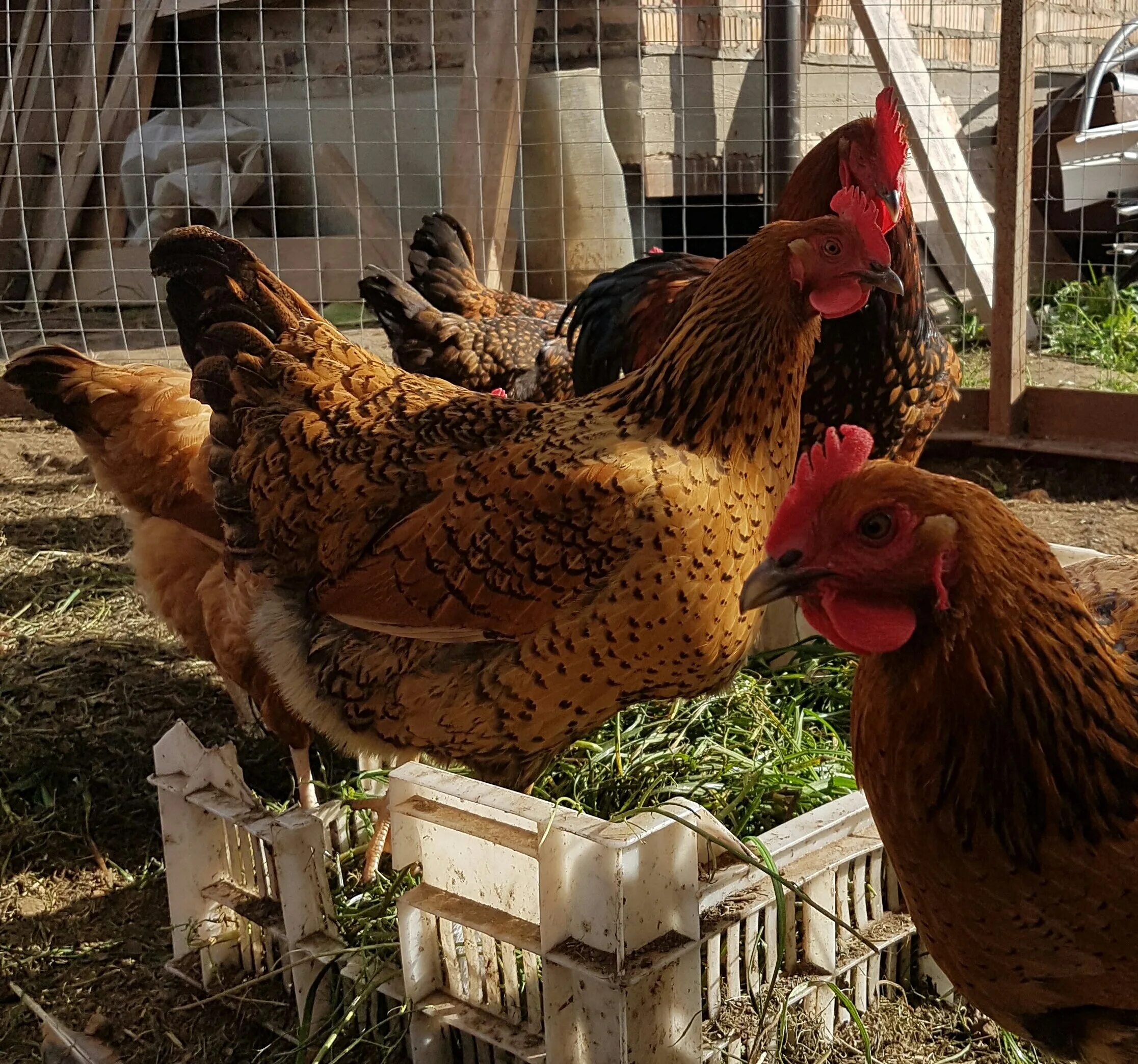 Кучинские куры отзывы фото Куры юбилейные отзывы: найдено 89 картинок