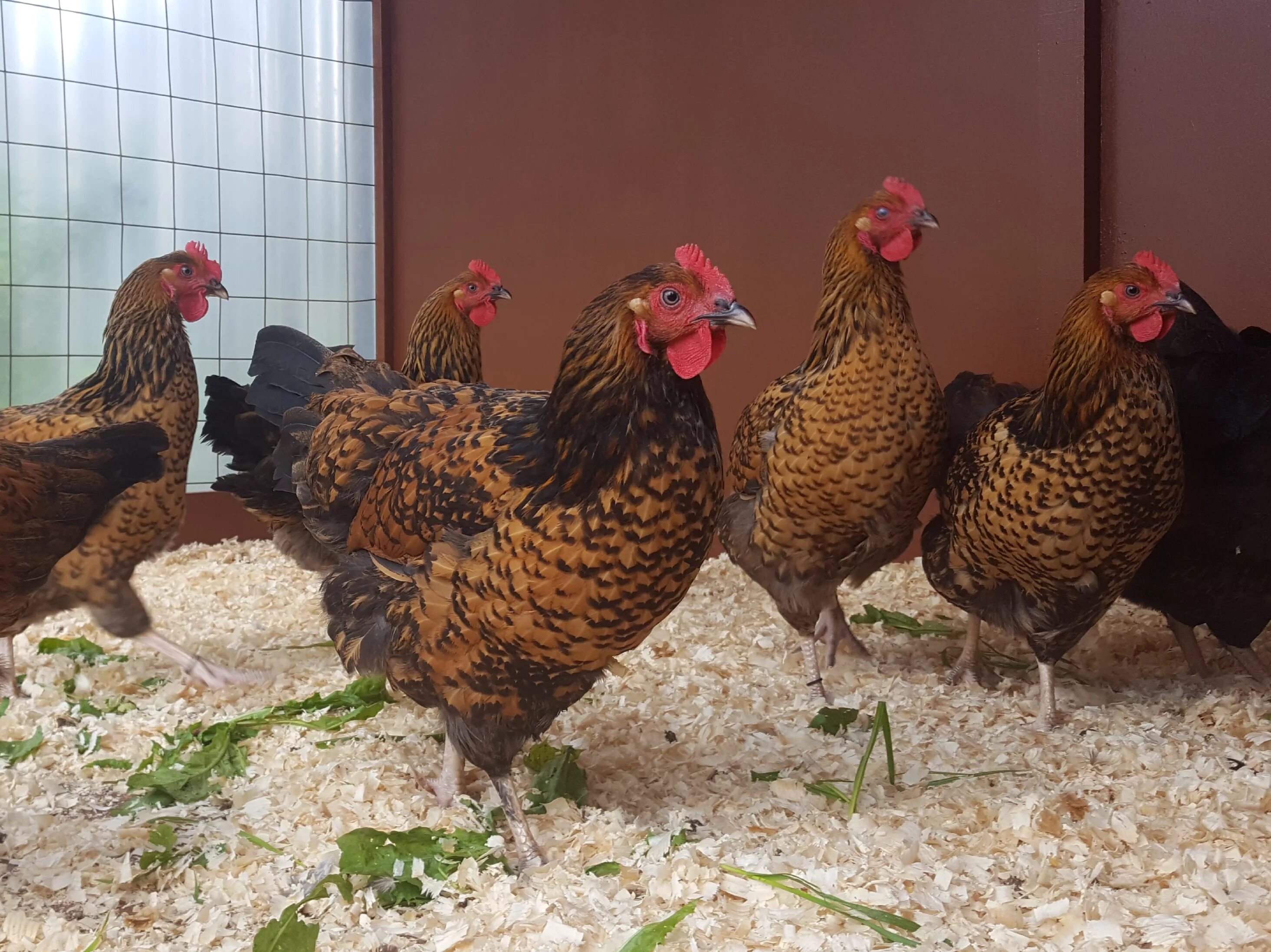 Кучинские куры отзывы фото Кучинская юбилейная отзывы фото - DelaDom.ru