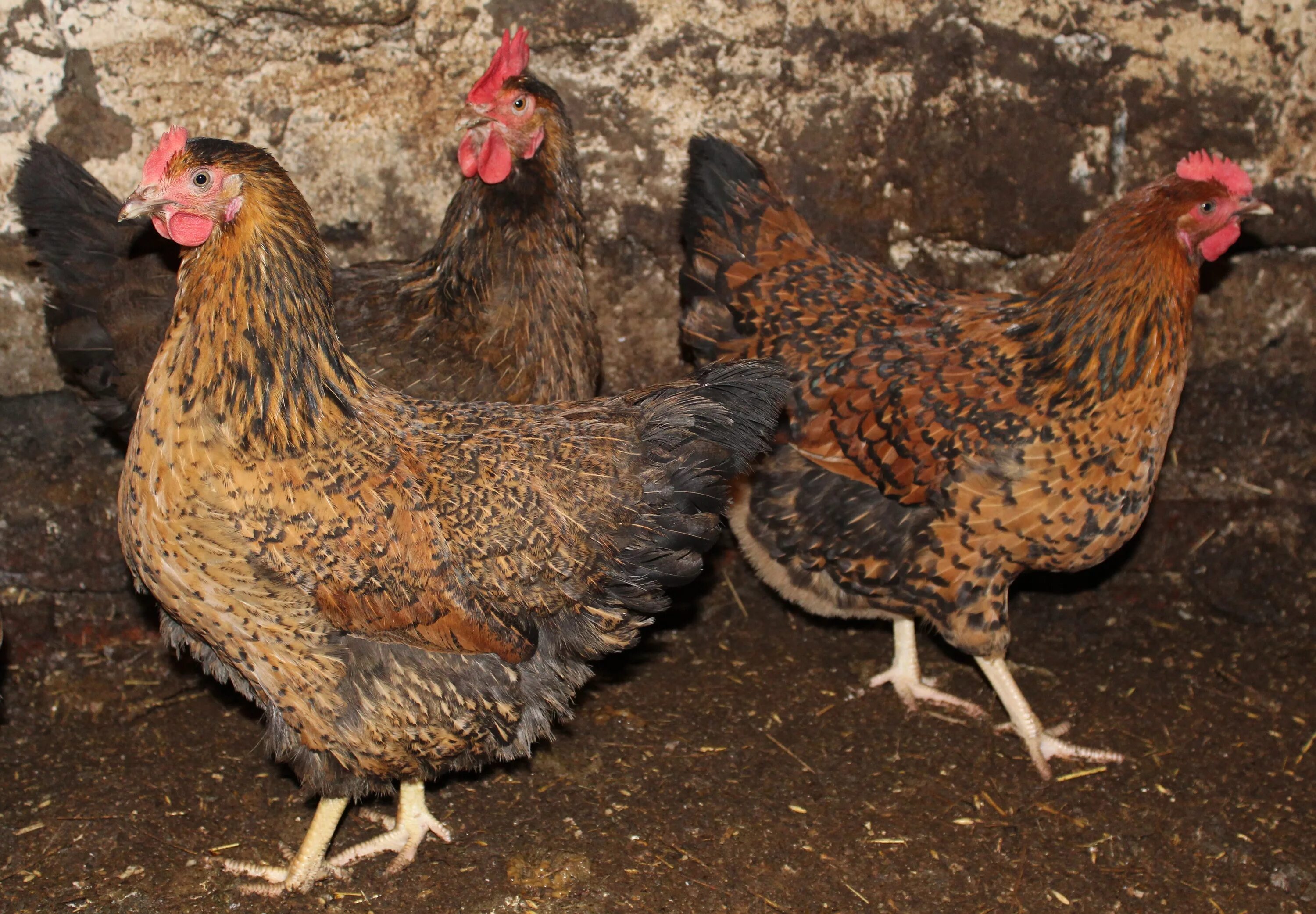 Кучинские куры отзывы фото Кучинские Юбилейные куры - проверенная временем... Породы и кроссы кур форум на 