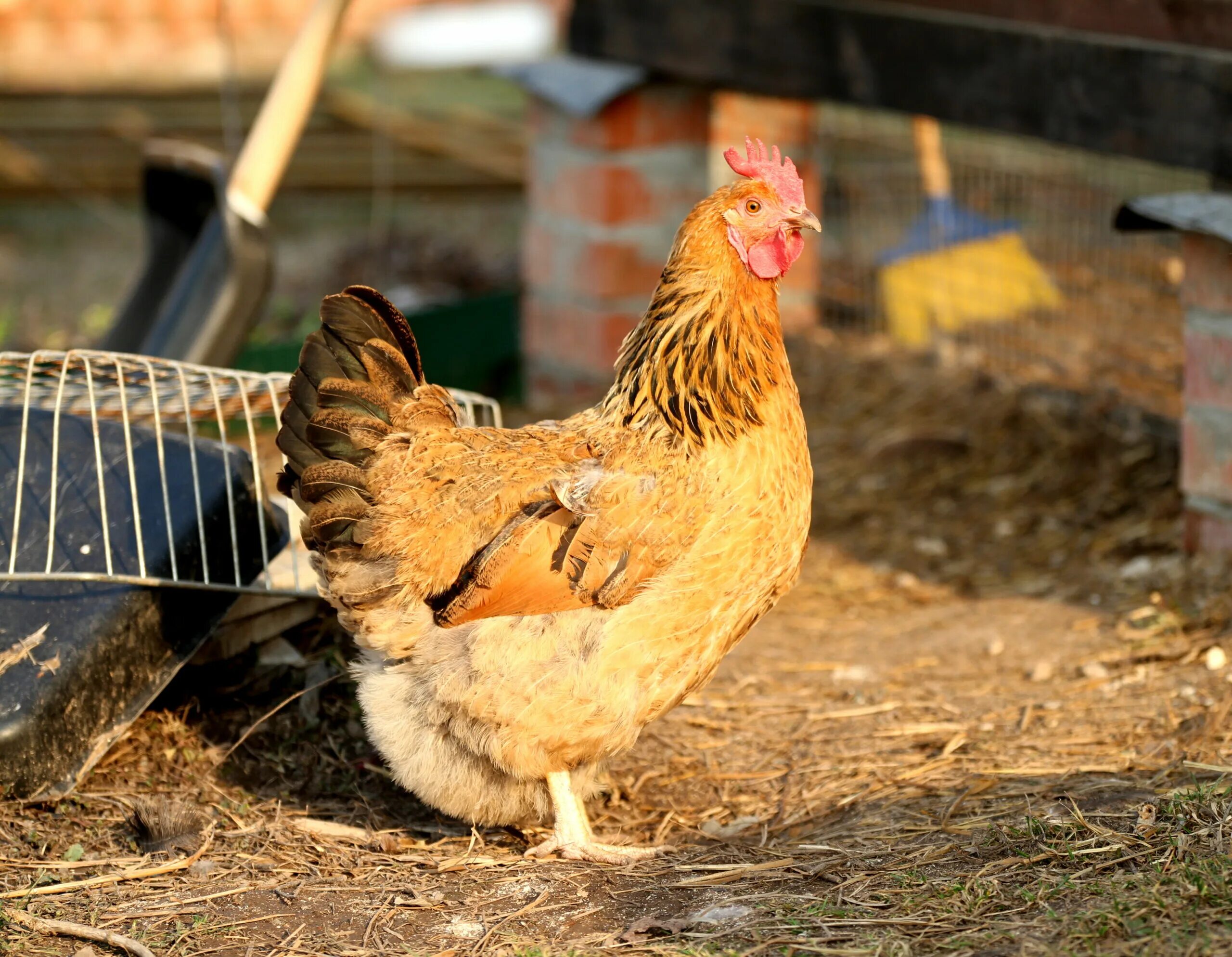 Кучинские куры отзывы фото Кучинская юбилейная порода кур: продуктивность, яйценоскость, содержание, кормле