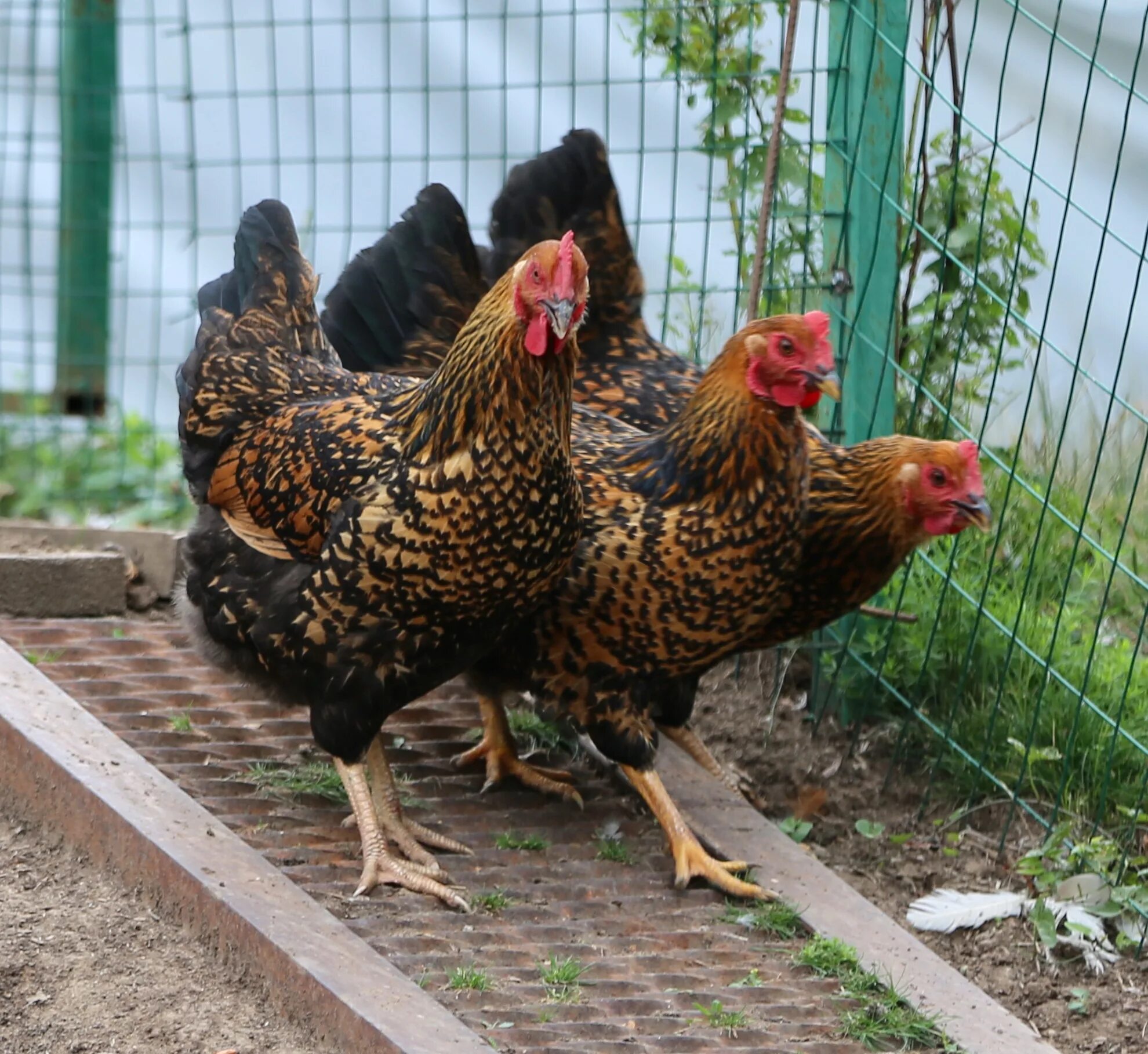 Кучинские куры отзывы фото Кучинские Юбилейные куры - проверенная временем... Породы и кроссы кур форум на 