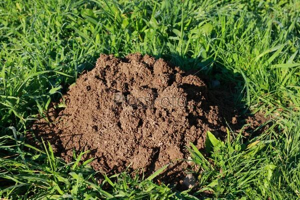 Кучка земли фото Фотография на тему Кучка земли PressFoto