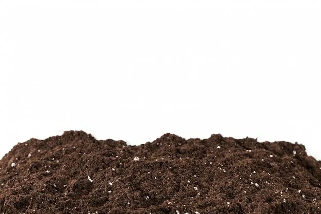 Кучка земли фото Premium Photo Young plant isolated on white