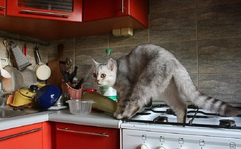 Кухня смешные фото Kitchen cat