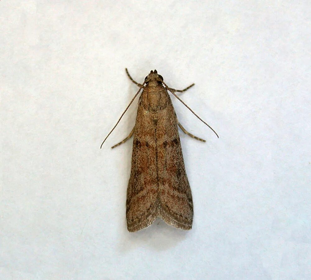 Кухонная моль фото Шоколадная моль CoffMachines.ru