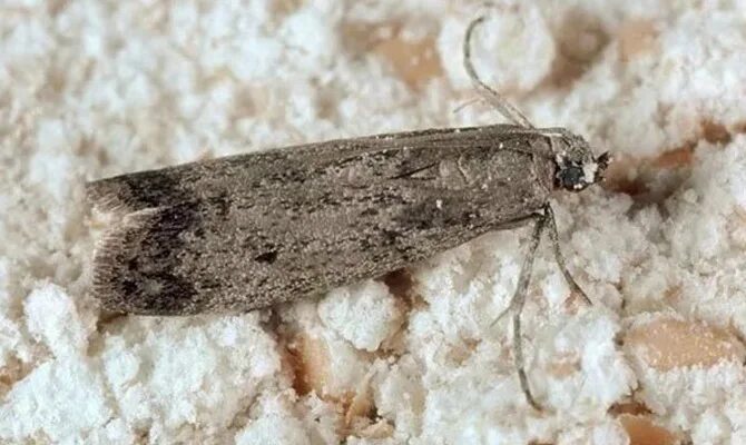 Кухонная моль фото Пищевая моль. Как избавиться от пищевой моли - моль, пищевая моль, избавиться от