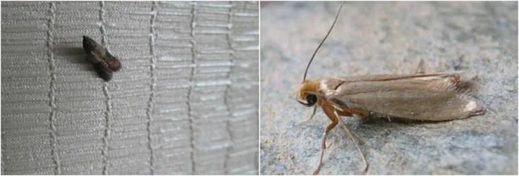 Кухонная моль фото Вот чего не переносит пищевая моль! - Огород, сад, балкон - медиаплатформа МирТе
