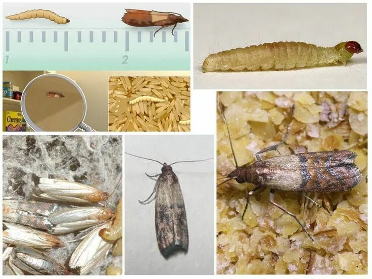 Кухонная моль фото Пин на доске Всё о моли