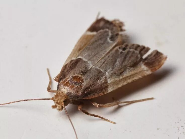 Кухонная моль фото Little brown moths, like this meal moth, Pyralis farinalis , can pose an identif