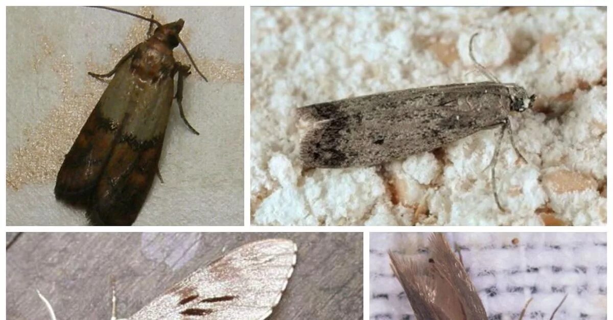 Кухонная моль фото Картинки КАК ОТЛИЧИТЬ МОЛЬ