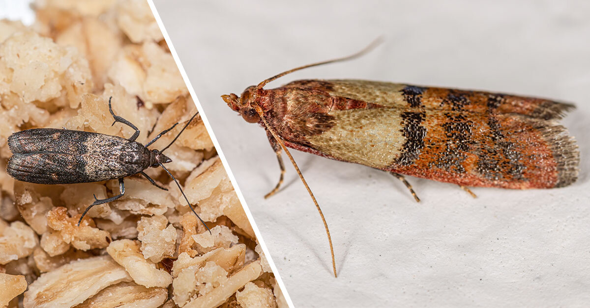 Кухонная моль фото От моли в шкафу фото, видео - 38rosta.ru