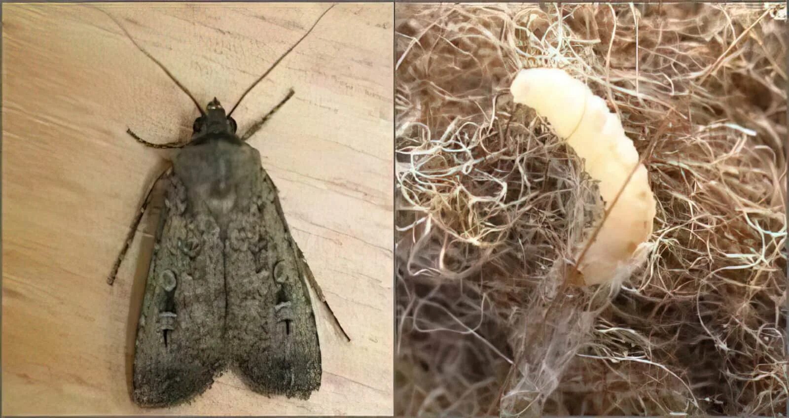 Кухонная моль фото Как вывести моль: отличия пищевой и платяной, способы борьбы, меры по профилакти
