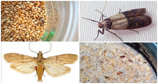 Кухонная моль фото Моль в орехах - описание королевской ореховой моли