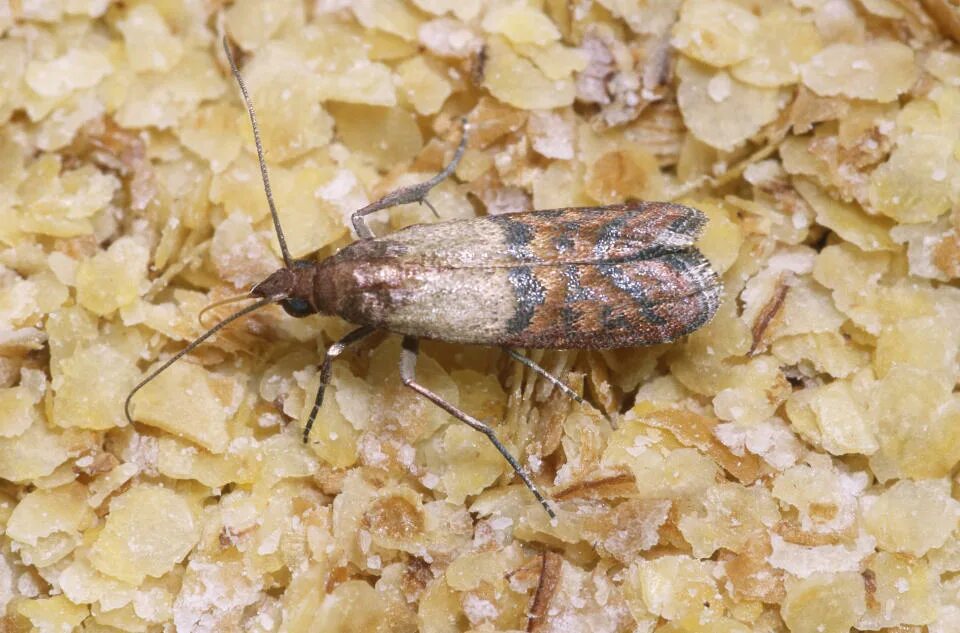 Кухонная моль фото Woman Finds Worms in Her Little Debbie Snack Brownies