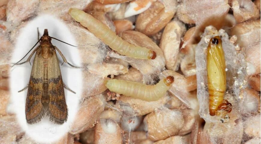 Кухонная моль фото Моль: методы борьбы на Supersadovnik.ru