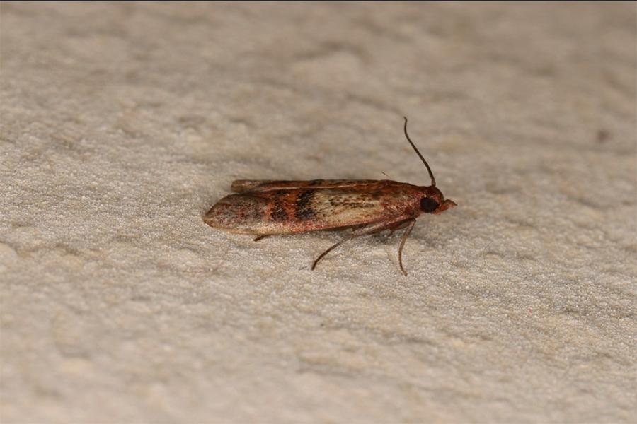 Кухонная моль фото Южная амбарная огнёвка или пищевая моль - откуда берется и как избавиться? - Дом