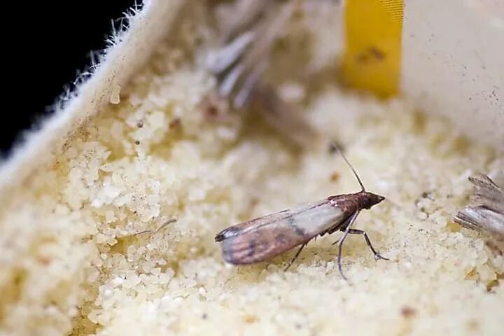 Кухонная моль фото Lebensmittelmotten erfolgreich bekämpfen Lebensmittelmotten, Glasierte möhren, L